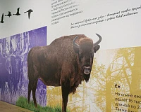 «Лучшие мамы среди животных». Музейное занятие