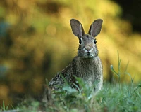 Цикл музейных занятий «Академия для малышей». Животные весной