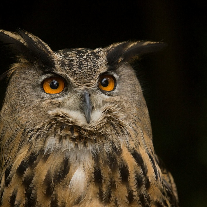 «Перо. Крыло. Клюв». Музейное занятие